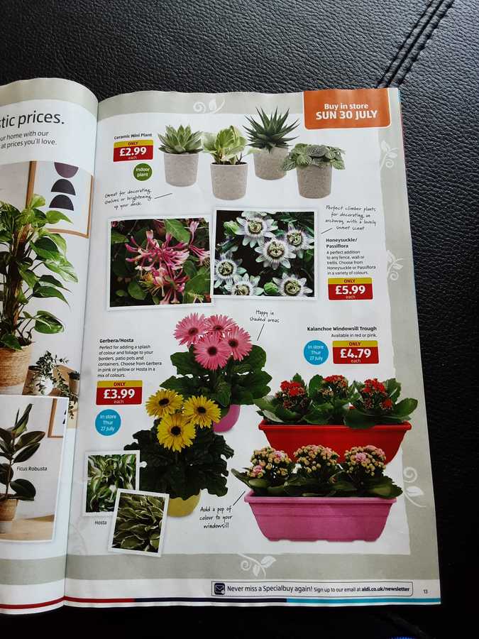 13 aldi%20offers%2023%20 %2030%20jul%202023%20%28photo%29